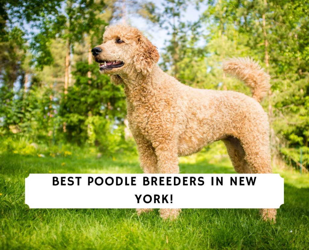 MINI TOY ANE TEACUP POODLE - Pet Breeders - New York, New York - Request  Information - Phone Number - Yelp