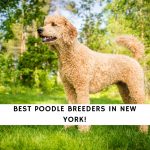 Poodle Breeders in New York