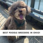 Poodle Breeders in Ohio