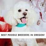 Poodle Breeders in Oregon