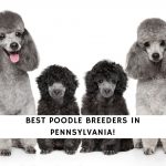 Poodle Breeders in Pennsylvania