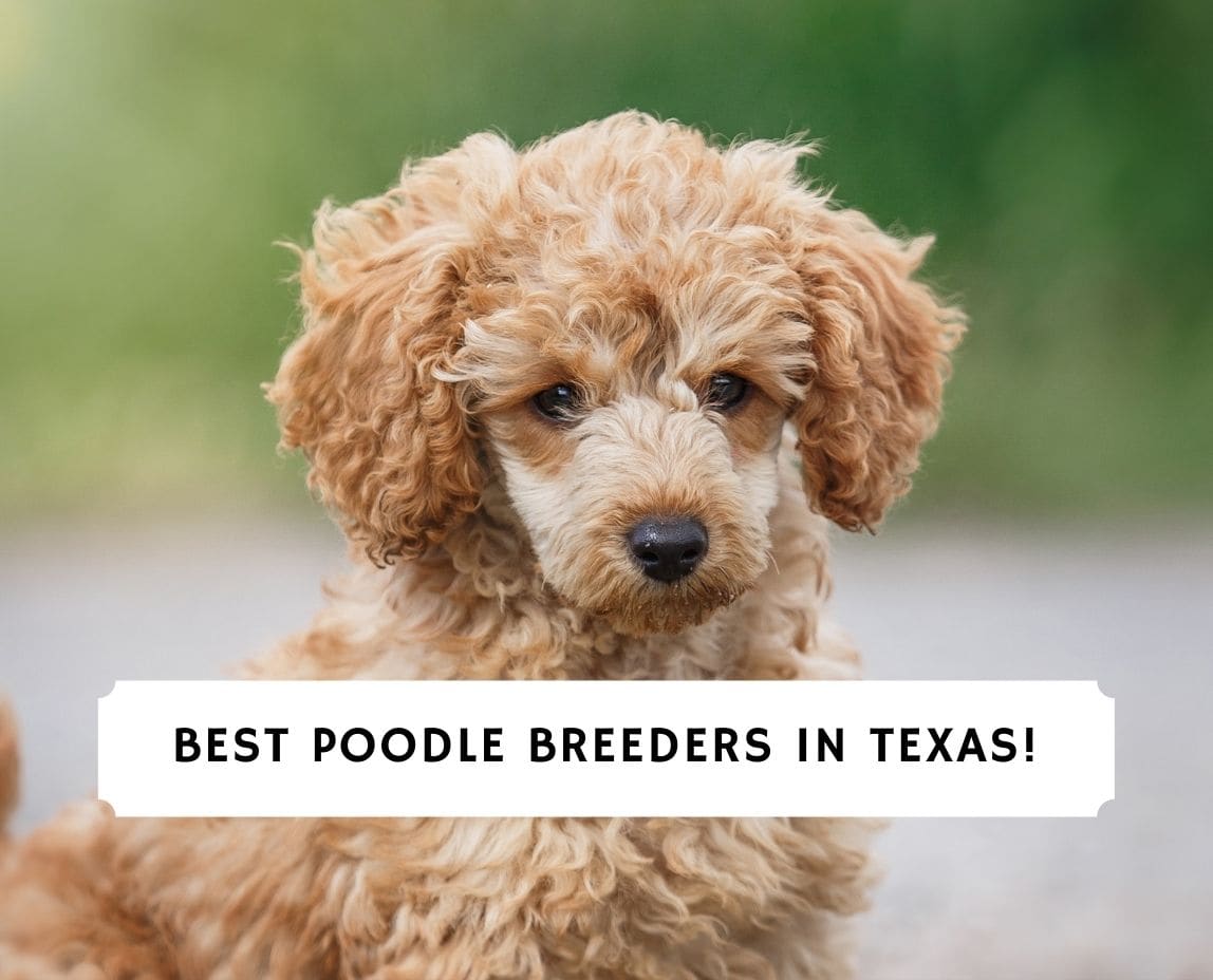 red mini poodle breeders