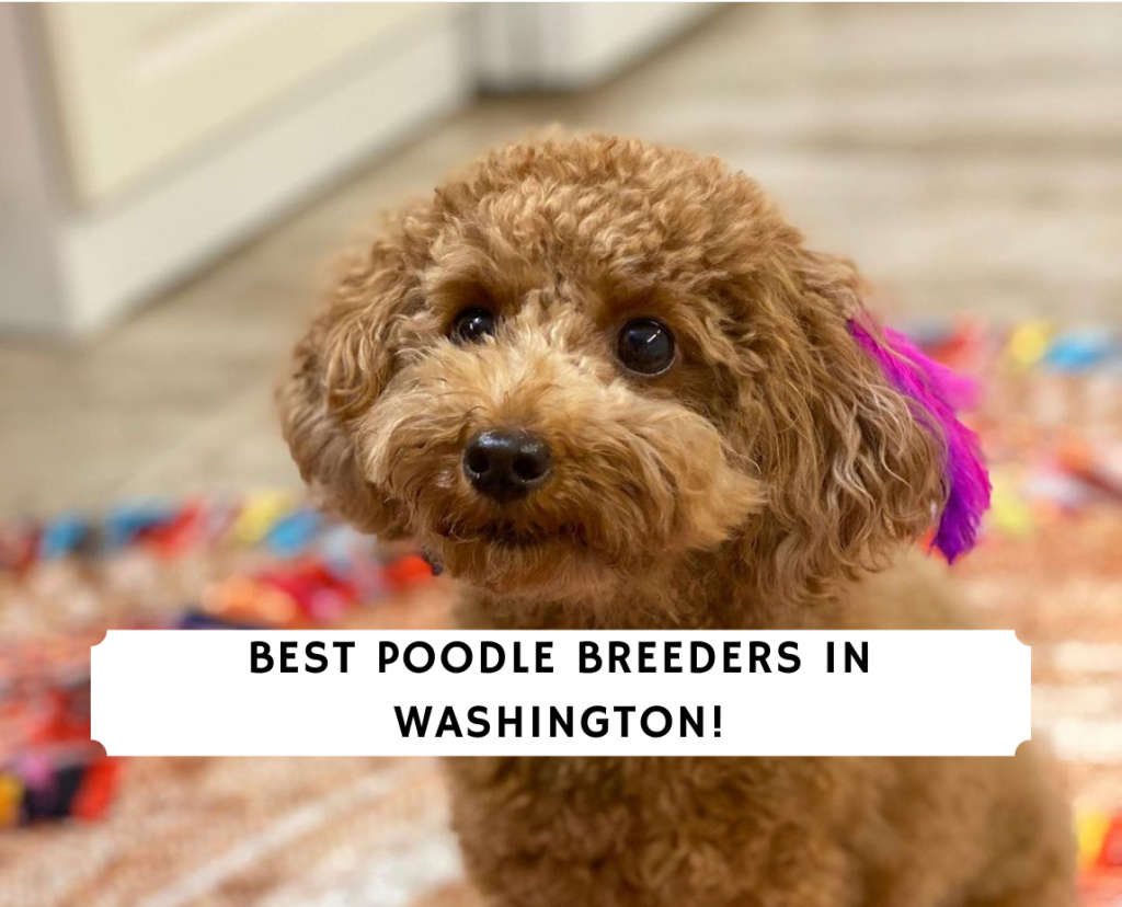 4 Best Poodle Breeders in Washington!