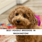 Poodle Breeders in Washington