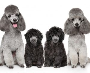 Best Poodle Breeders In Pennsylvania