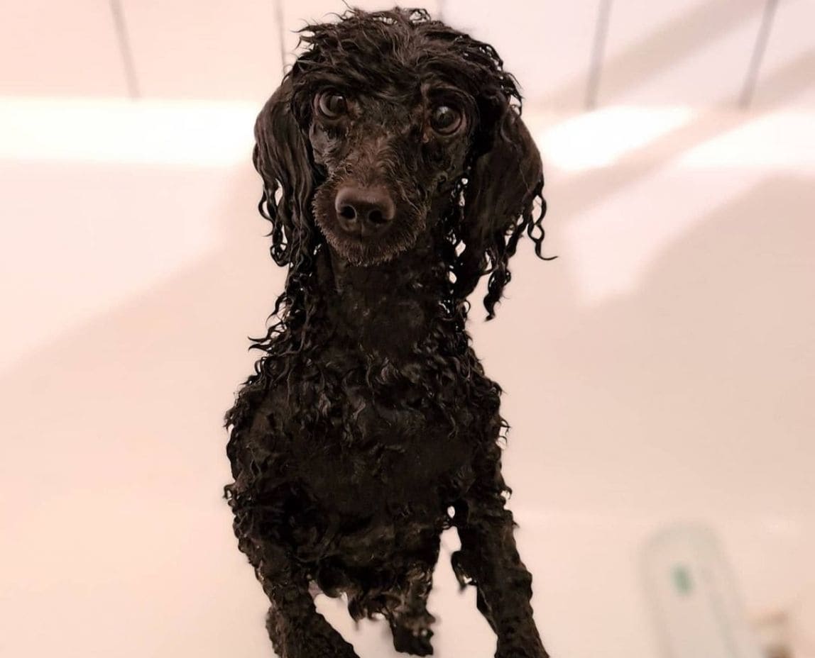 Best Shampoo for Poodles Top 10 Picks! (2024) We Love Doodles