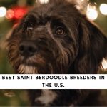 Saint Berdoodle Breeders Breeders in the U.S.