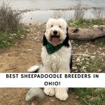 Sheepadoodle Breeders in Ohio