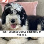 Sheepadoodle Breeders in the U.S.