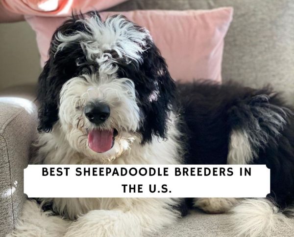 7 Best Sheepadoodle Breeders In The U.s.!