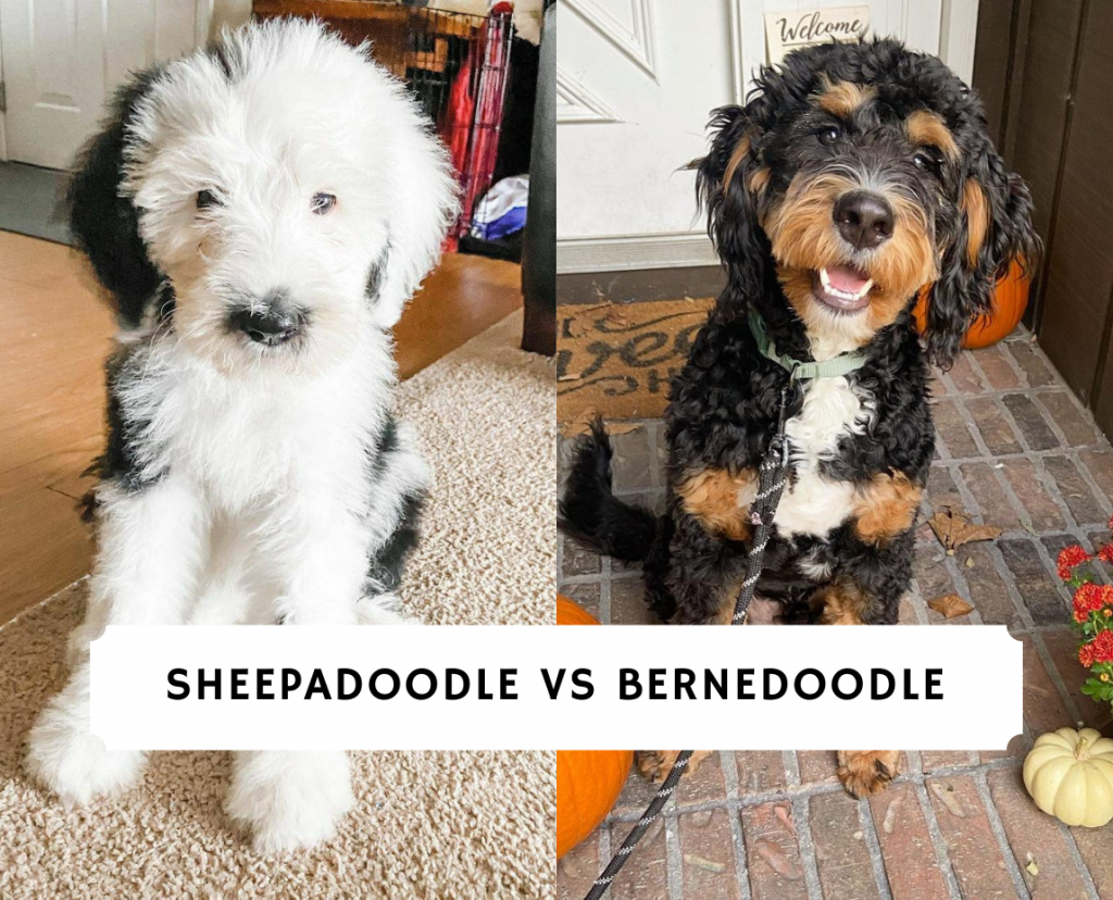 Sheepadoodle vs Bernedoodle - Dog Breed Comparison! (2021) 9 Sheepadoodle vs Bernedoodle