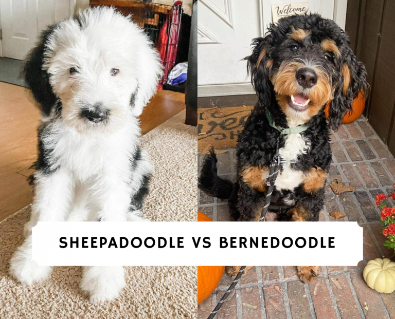 Sheepadoodle vs Bernedoodle - Dog Breed Comparison! (2022) - We Love ...