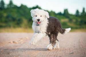 Sheepadoodles can change coat color with time.