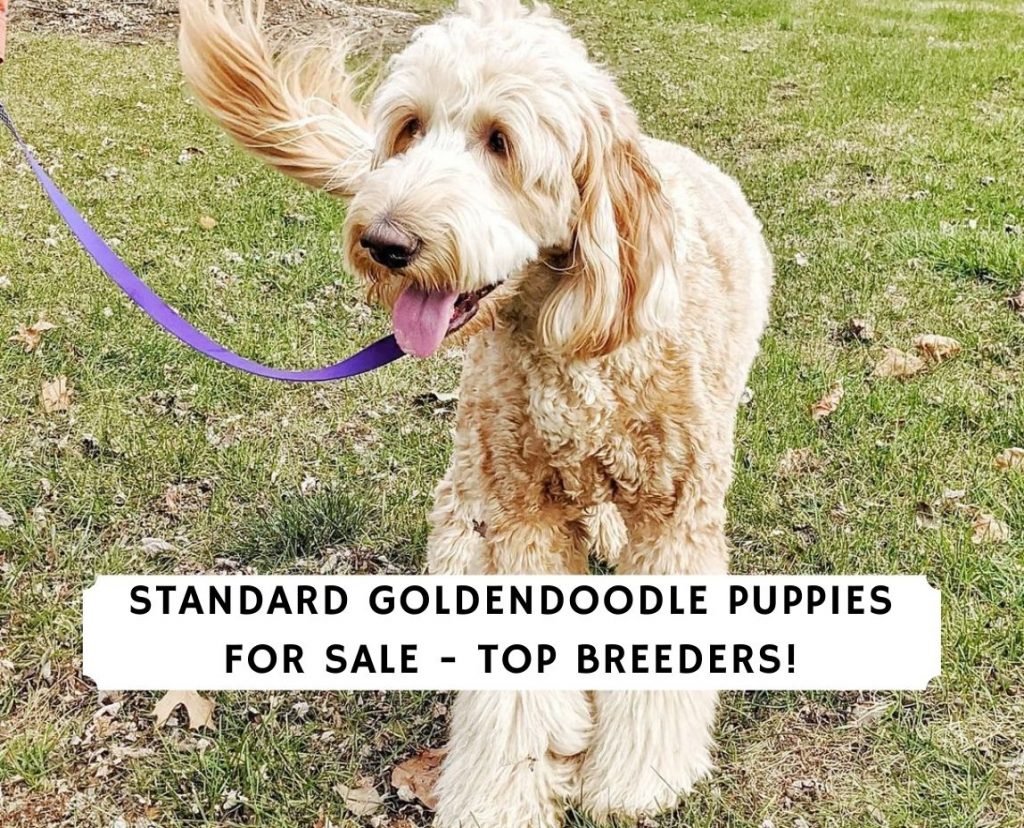 Standard Goldendoodle Puppies For Sale Top 7 Breeders 2021 We Love Doodles