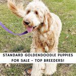 Standard Goldendoodle Puppies for Sale