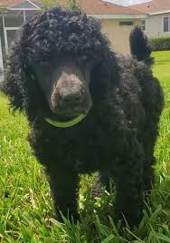 7 Best Poodle Breeders In Ohio 2021 We Love Doodles