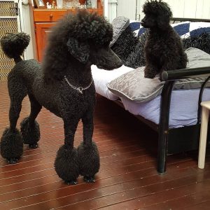 Waggin Tails Poodles