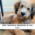 Whoodle Breeders in the U.S.