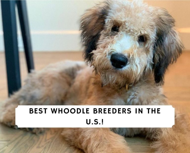 7 Best Whoodle Breeders in the U.S.! (2024) - We Love Doodles