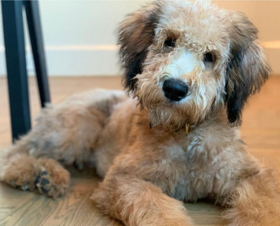 Whoodle 7 Best Whoodle Breeders in the U.S.! (2024) - We Love Doodles