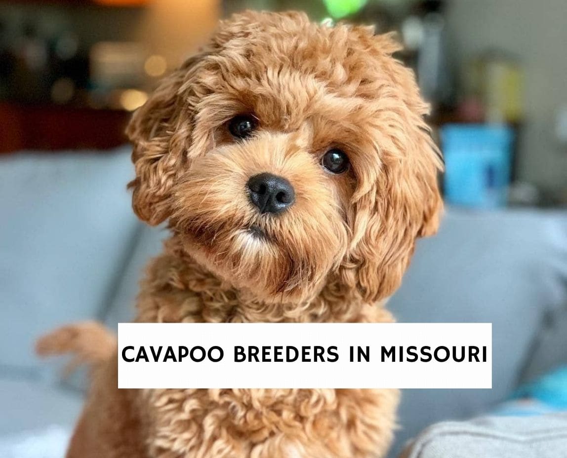 are cavapoos good with other dogs