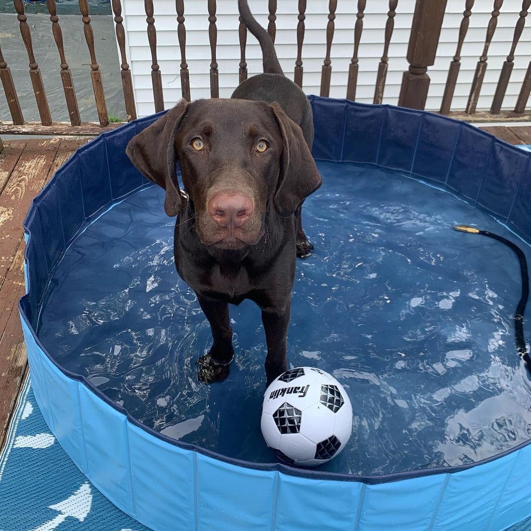 pool dog proof