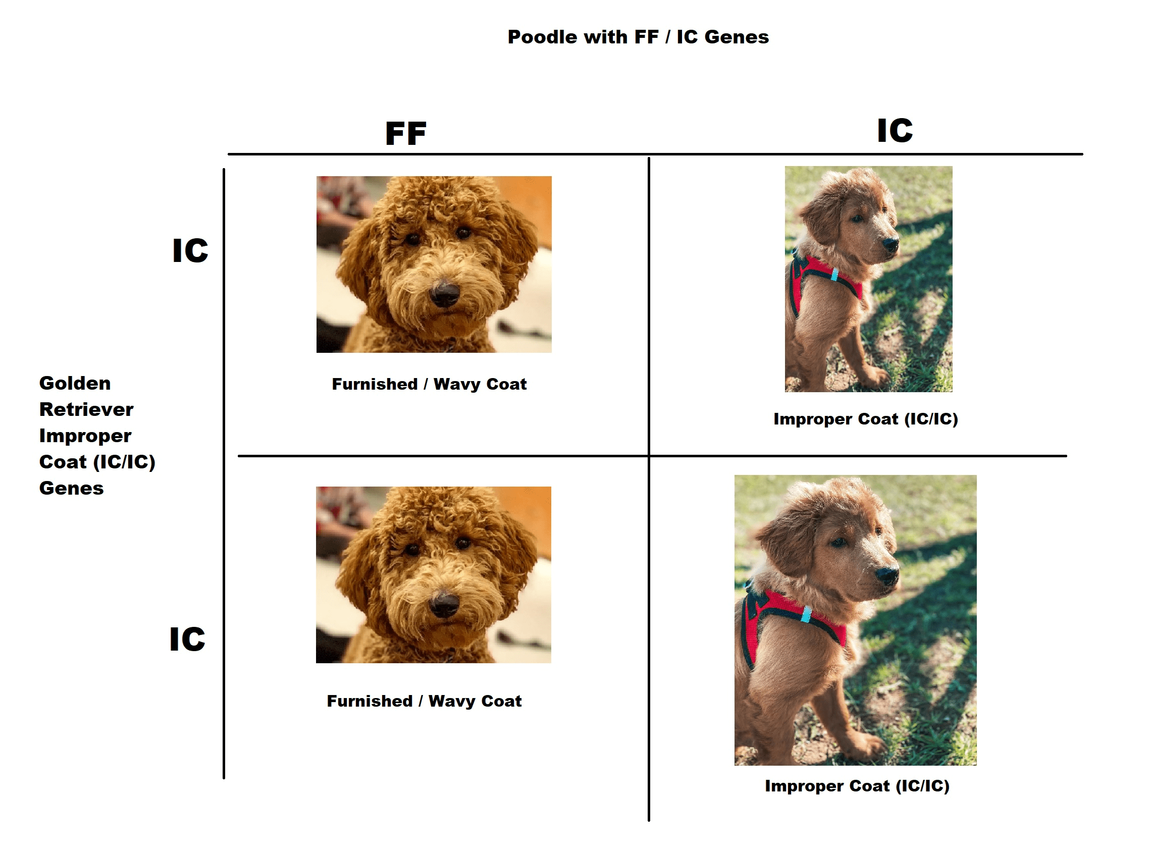 goldendoodle improper coat and furnished genes chart