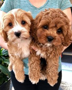 ジョージア州での販売のためのCAVAPOOの子犬