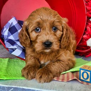 cavapoo