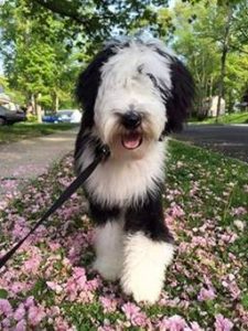 6 Best Sheepadoodle Breeders In Ohio 2021 We Love Doodles