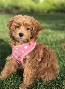 4 Best Cavapoo Breeders in Wisconsin! (2021) We Love Doodles