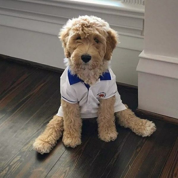 8 Best Treats for Labradoodles! (2024) We Love Doodles