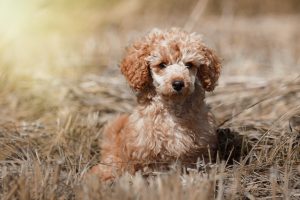 https://welovedoodles.com/wp-content/uploads/2020/12/poodle-puppies-in-minnesota-300x200.jpg