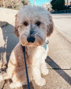 whoodle teddy bear cut