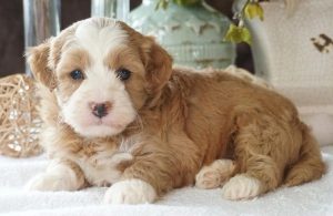 Havapoo Puppies For Sale In The U S Top 5 Breeders 2021 We Love Doodles