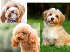 Best Havapoo Dog Breed Guide! (2023) - We Love Doodles