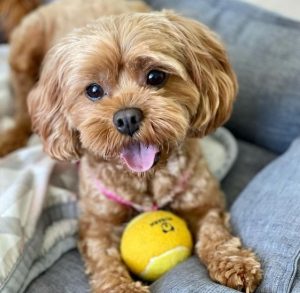 cavapoo size information