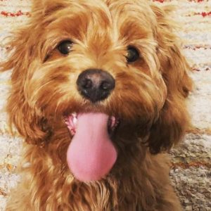cavapoo temperament and personality