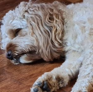 cavapoo health