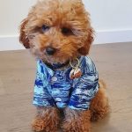 cavapoo appearance