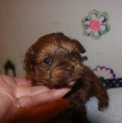 Havapoo Puppies For Sale In The U S Top 5 Breeders 2021 We Love Doodles