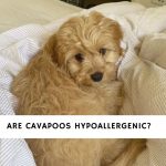 Are Cavapoos Hypoallergenic
