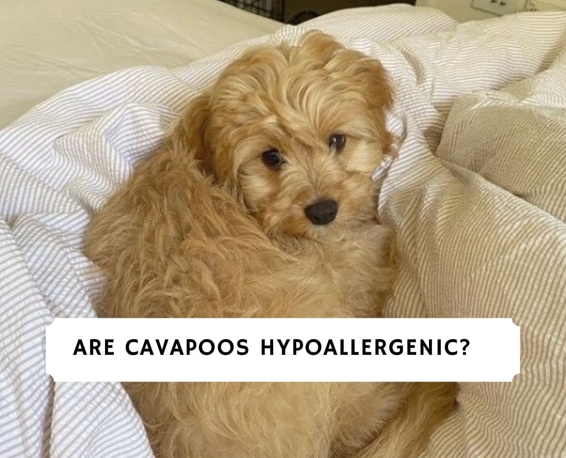 are cavapoos good with other dogs