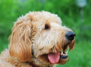 are goldendoodles easy to train