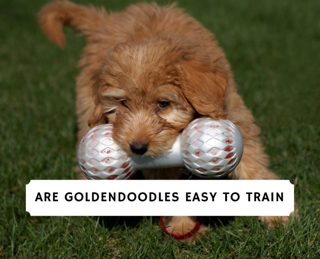 are goldendoodles easy to train