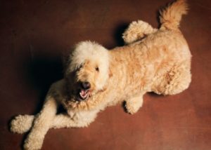 Labradoodles and Kids