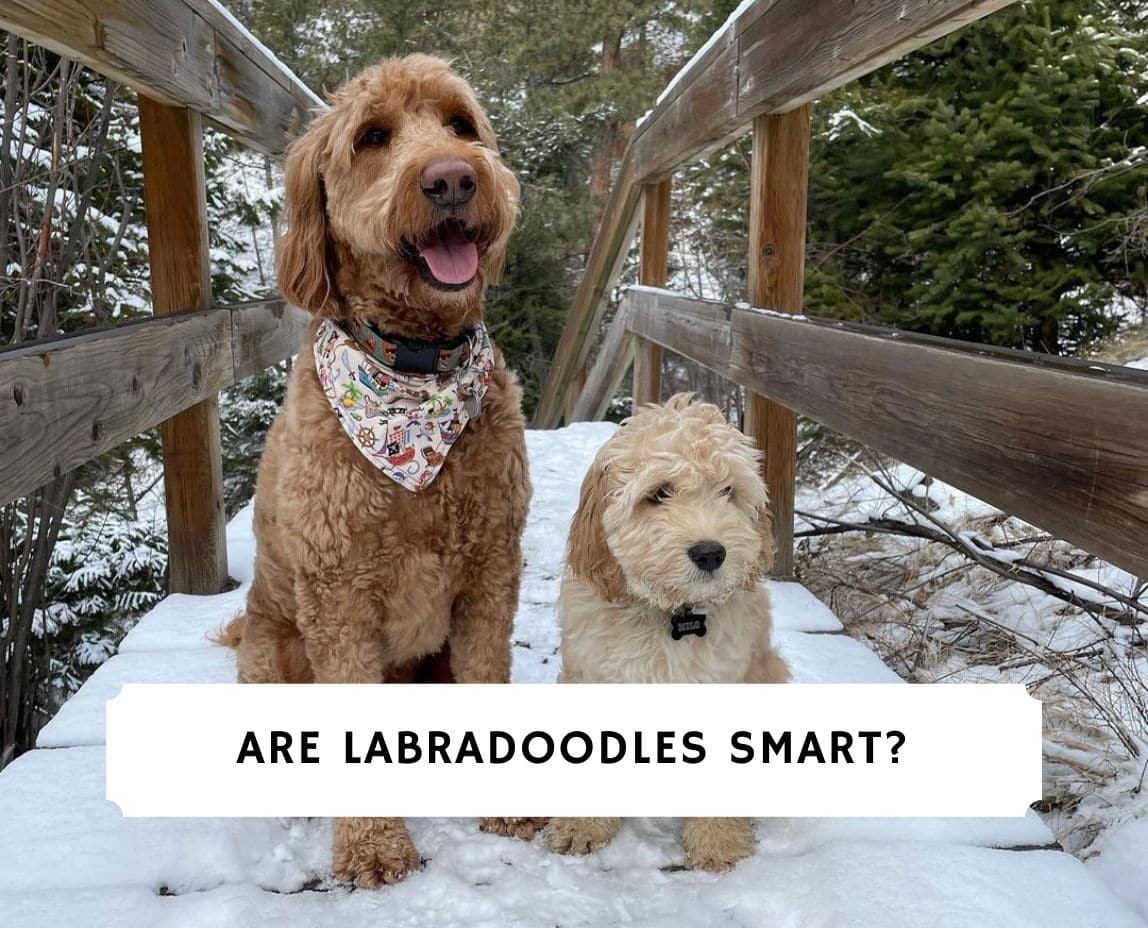 are labradoodles cuddly