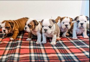 6 Best English Bulldog Breeders in New York! (2024) - We Love Doodles