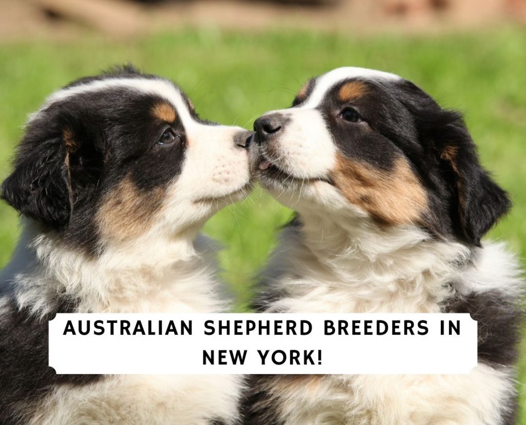 6 Best Australian Shepherd Breeders in New (2022) - Love Doodles