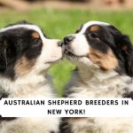Australian Shepherd Breeders in New York